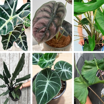 Alocasia 'Multiple Varieties' 