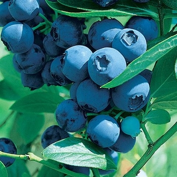 Vaccinium ashei 'Brightwell' 