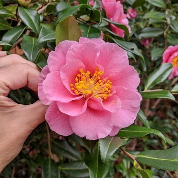 Camellia x vernalis 'Egao Corkscrew' 