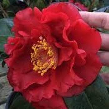 Camellia japonica 'Bob Hope' 