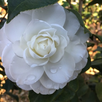 Camellia sasanqua 'Northern Lights' 