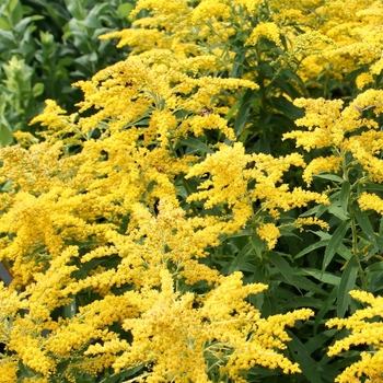 Solidago canadensis 'Little Miss Sunshine' 