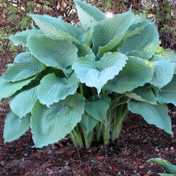 Hosta 'Queen of the Seas' 