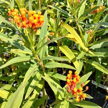 Asclepias curassivica 'Red Butterflies' 