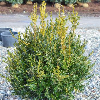 Buxus sempervirens 'Schmidt' 