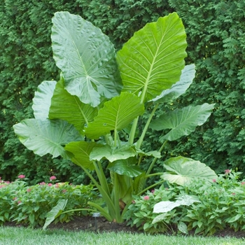 Alocasia macrorrhiza 'Odora' 