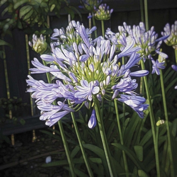 Agapanthus africanus