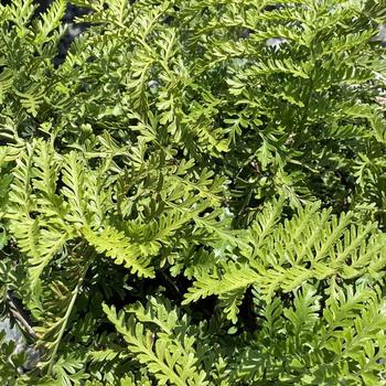 Asplenium 'Austral Gem™' 