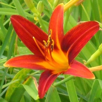 Hemerocallis 'Ming Toy' 