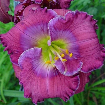 Hemerocallis 'Lavender Blue Baby' 