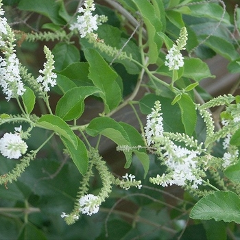 Aloysia virgata