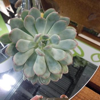 Echeveria 'Morning Dew' 