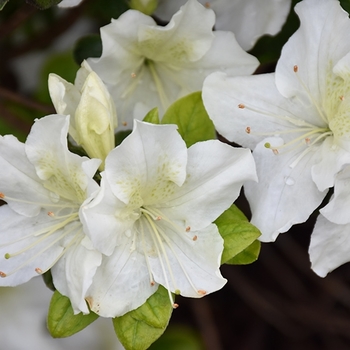 Rhododendron Glenn Dale hybrid 'Glacier' 