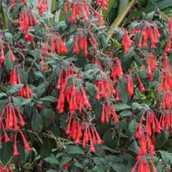 Fuchsia 'Gartenmeister Bonstedt' 