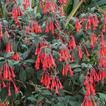 Fuchsia 'Gartenmeister Bonstedt' 