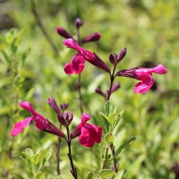 Salvia greggii 'Big Pink' 
