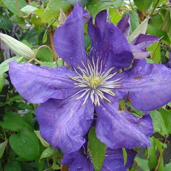Clematis 'Lady Betty Balfour' 