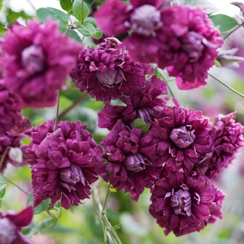 Clematis viticella 'Purpurea Plena Elegans' 