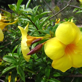 Allamanda cathartica
