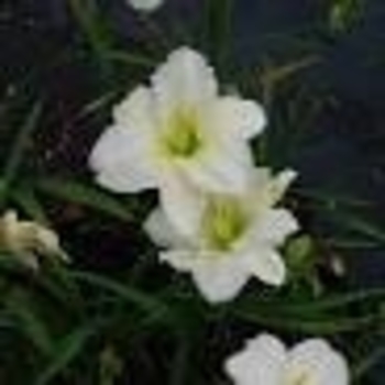 Hemerocallis 'Gentle Shepherd' 