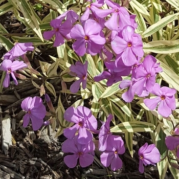 Phlox glaberrima 'Triple Play' PP21329