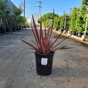 Phormium 'Maori Chief' 