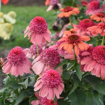 Echinacea 'Rainbow Sherbet' 