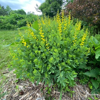 Baptisia sphaerocarpa