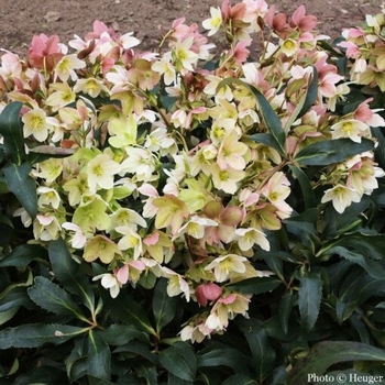 Helleborus 'Joker' PP22022