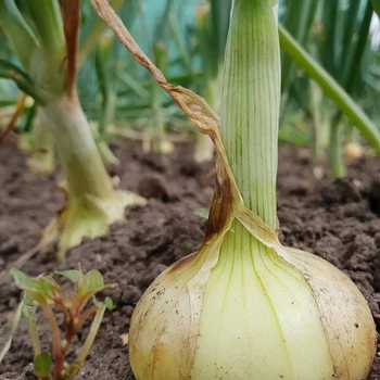 Allium cepa 'Candy' 