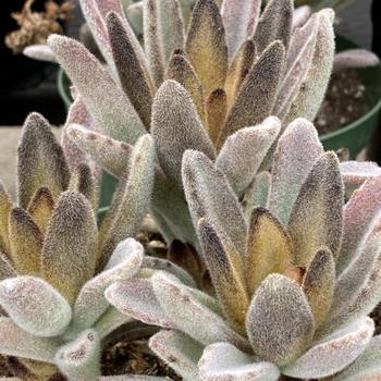 Kalanchoe tomentosa 'Chocolate Soldier' 