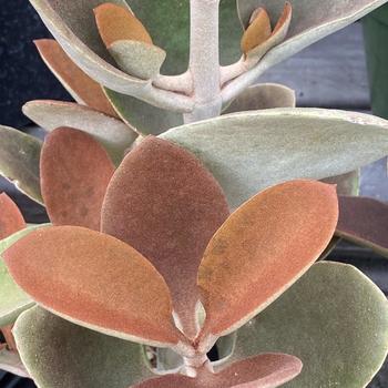 Kalanchoe orgyalis