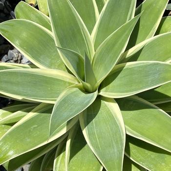 Agave attenuata 'Ray of Light' PP21854