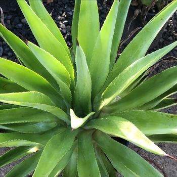 Agave desmettiana