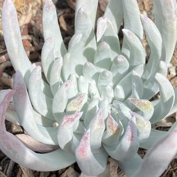 Dudleya edulis