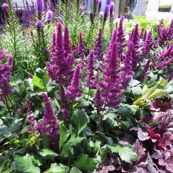 Astilbe chinensis 'Black Pearls' 