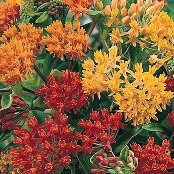 Asclepias tuberosa 'Gay Butterflies' 