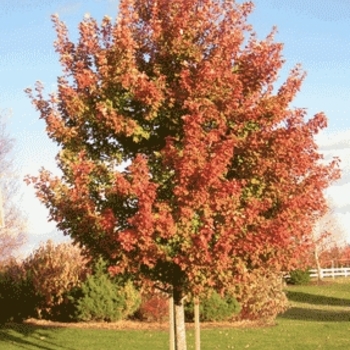 Acer x freemanii 'Sienna Glen®' 