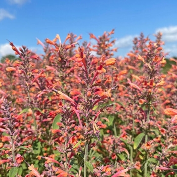 Agastache 'Orange Glow' 