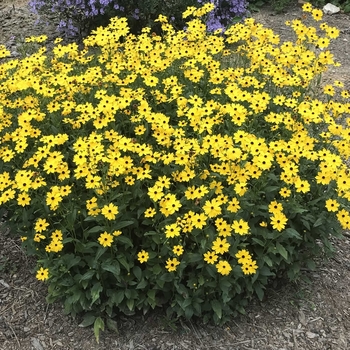 Coreopsis palustris 'Summer Sunshine' 