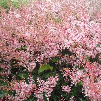 Astilbe simplicifolia 'Inshriach Pink' 