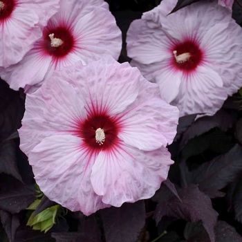 Hibiscus 'Dark Mystery' PPAF