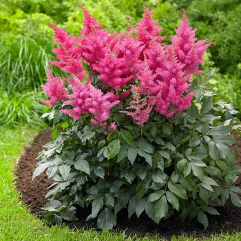 Astilbe 'Gloria Purpurea' 