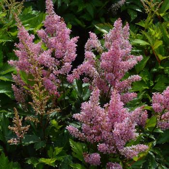 Astilbe simplicifolia 'Darwin's Snow Sprite'