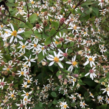 Aster divaricatus 'Eastern Star' 