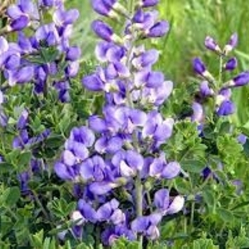 Baptisia australis var. minor