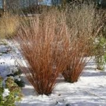 Carex buchananii 'Firefox' 