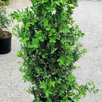Buxus sempervirens 'Monrue' PP15243