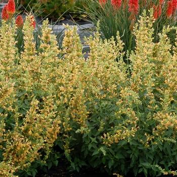 Agastache aurantiaca 'Sunset Yellow' 