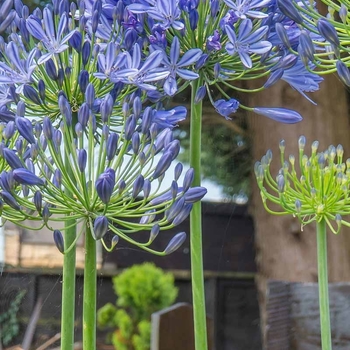 Agapanthus 'Galaxy Blue' PP31421